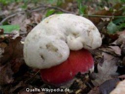 Waldpilze essbar &raquo; Waldpilze Essbar &raquo; satanspilz